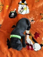 Jet, a  Labradoodle for sale in Benton, IL – 3 of 3