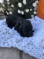 Bo Peep, a female Goldendoodle for sale in Benton, IL – 3 of 5