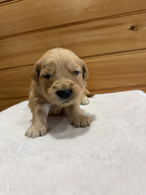 Winnie – Golden Retriever puppy for sale in Benton, IL