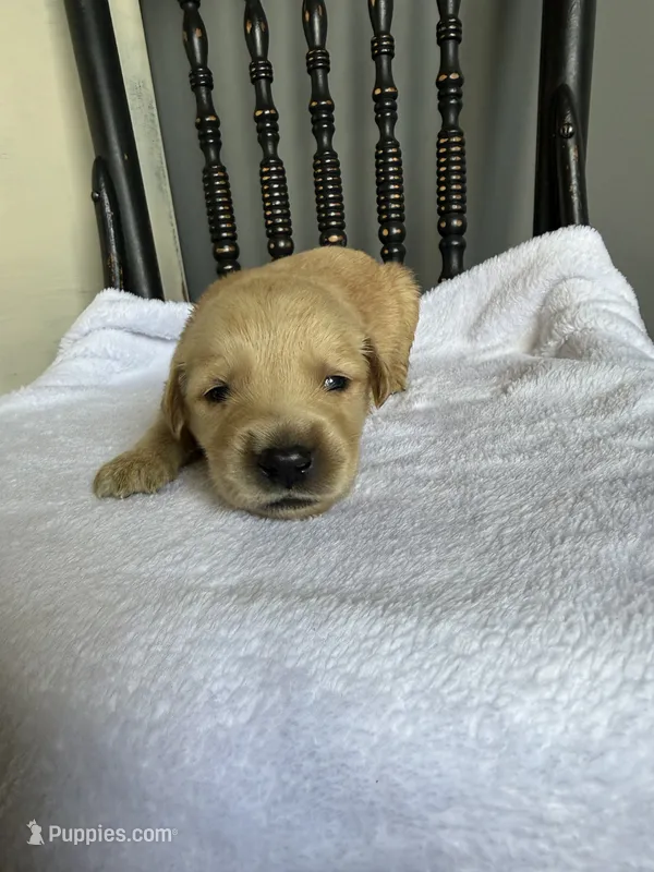 Bo – Golden Retriever puppy for sale in Benton, IL
