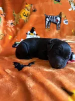 Pepper, a  Labradoodle for sale in Benton, IL – 2 of 3