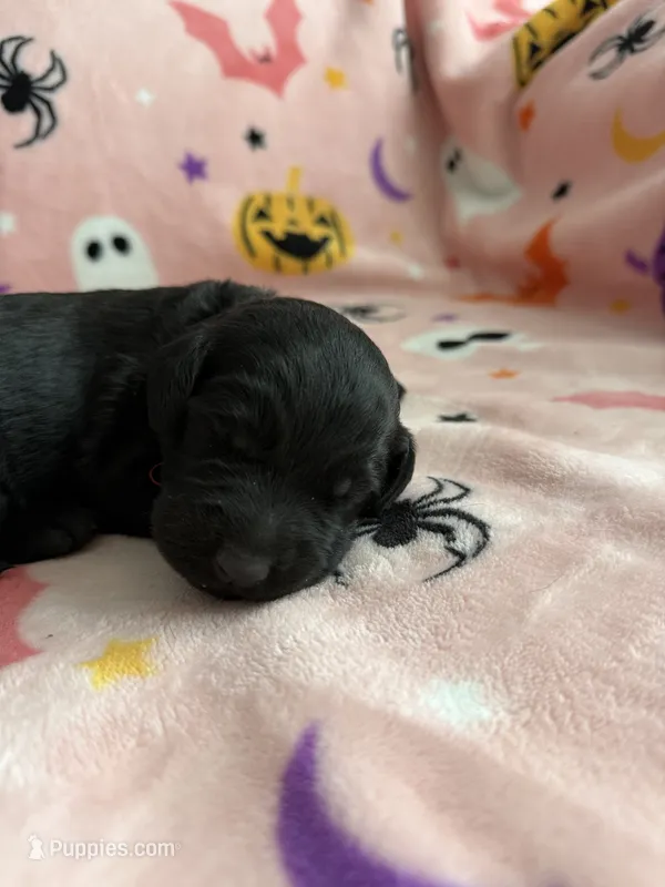 Dexter – Labradoodle puppy for sale in Benton, IL