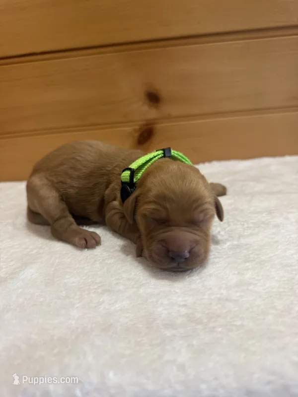 Buzz – Goldendoodle puppy for sale in Benton, IL