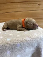 Winnie, a female Golden Retriever for sale in Benton, IL – 2 of 5