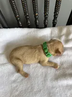 Roscoe, a male Golden Retriever for sale in Benton, IL – 5 of 5