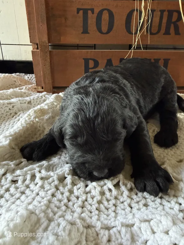Bo Peep – Goldendoodle puppy for sale in Benton, IL