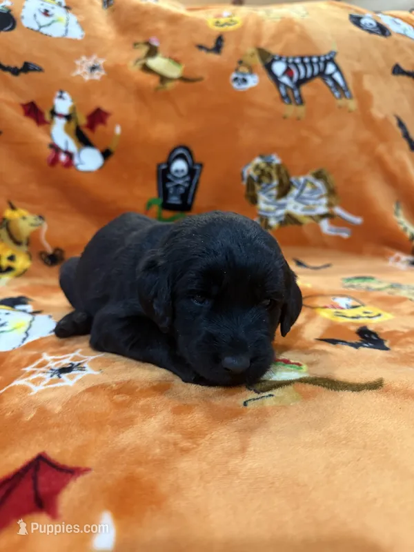 Stormy – Labradoodle puppy for sale in Benton, IL