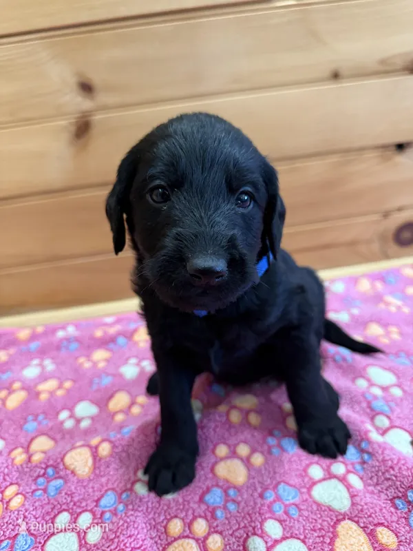Harley – Labradoodle puppy for sale in Benton, IL