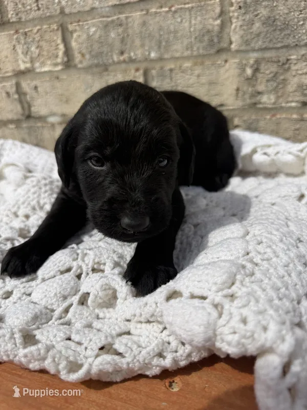 Harley – Labradoodle puppy for sale in Benton, IL