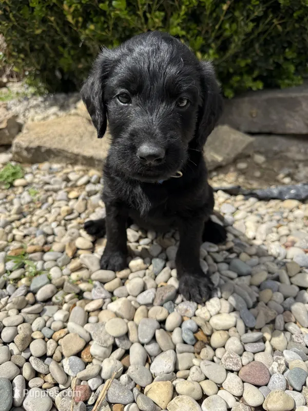 Harley – Labradoodle puppy for sale in Benton, IL