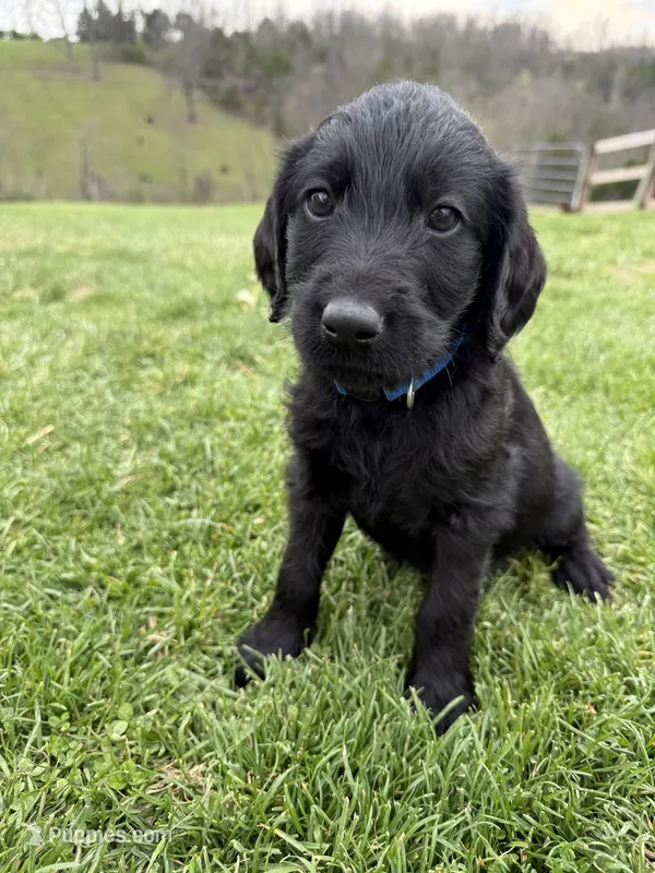 Harley – Labradoodle puppy for sale in Benton, IL