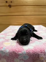 Harley, a male Labradoodle for sale in Benton, IL – Photo 4 of 5