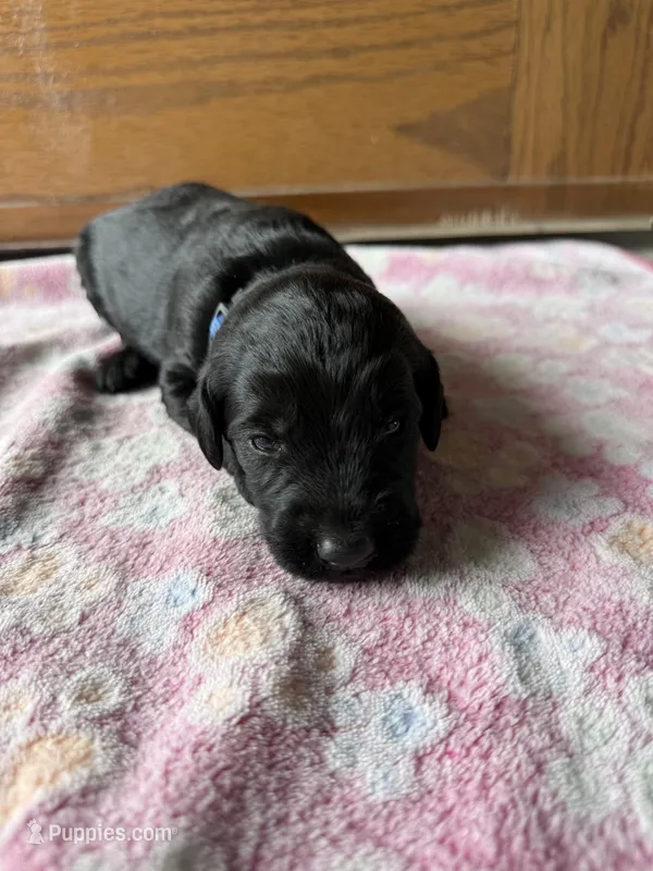 Harley – Labradoodle puppy for sale in Benton, IL
