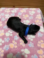 Harley, a male Labradoodle for sale in Benton, IL – Photo 5 of 5