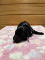 Harley, a male Labradoodle for sale in Benton, IL – Photo 2 of 5