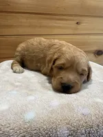 Honey, a female Goldendoodle for sale in Benton, IL – 3 of 5