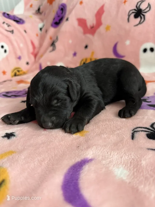 Pepper – Labradoodle puppy for sale in Benton, IL