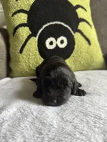 Stormy, a  Labradoodle for sale in Benton, IL – 2 of 4