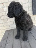 Remi, a female Labradoodle for sale in Benton, IL – 4 of 4