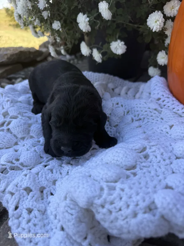 Bo Peep – Goldendoodle puppy for sale in Benton, IL