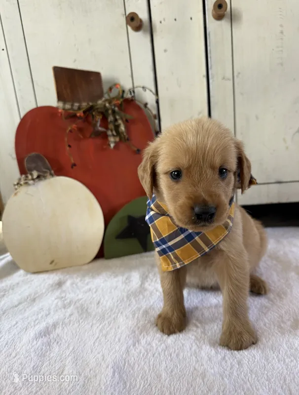 River – Golden Retriever puppy for sale in Benton, IL