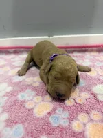 Honey, a male Labradoodle for sale in Benton, IL – Photo 2 of 5