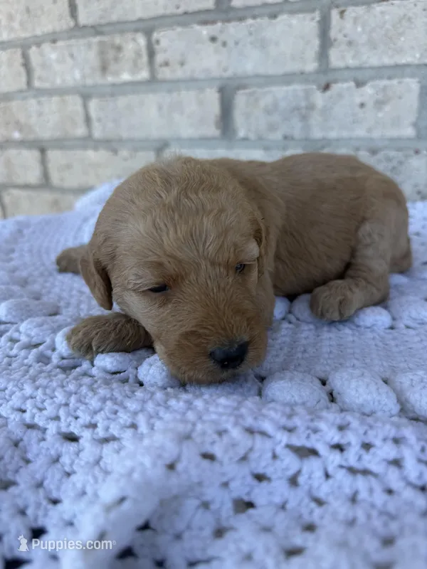 Honey – Labradoodle puppy for sale in Benton, IL