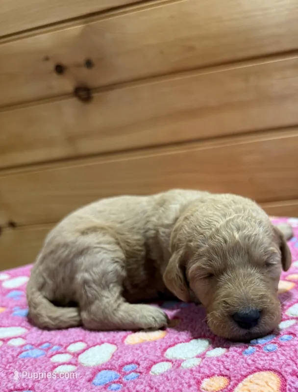 Honey – Labradoodle puppy for sale in Benton, IL