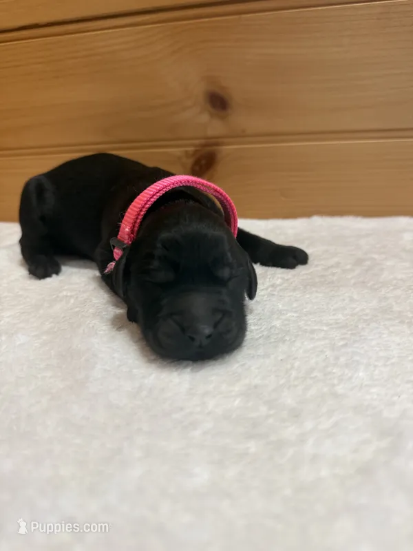 Bo Peep – Goldendoodle puppy for sale in Benton, IL
