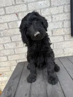 Violet , a female Labradoodle for sale in Benton, IL – 1 of 5