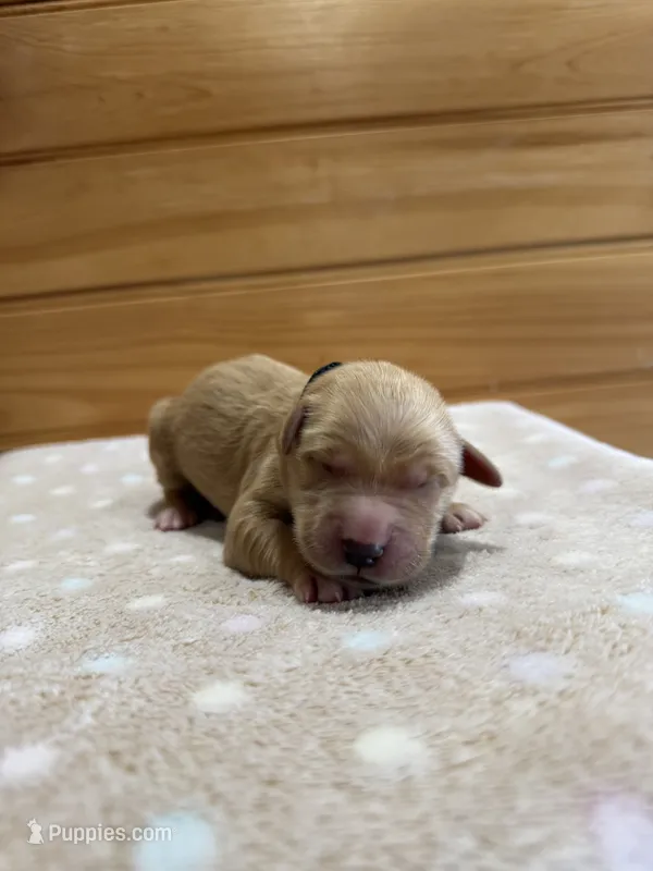 Elvis – Golden Retriever puppy for sale in Benton, IL