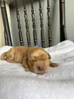 Biscuit, a male Golden Retriever for sale in Benton, IL – 2 of 5
