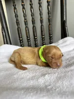 Shadow, a male Golden Retriever for sale in Benton, IL – 2 of 6