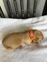 Izzy, a female Golden Retriever for sale in Benton, IL – 5 of 5