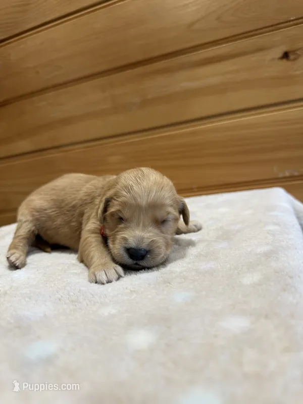 Tillie – Golden Retriever puppy for sale in Benton, IL
