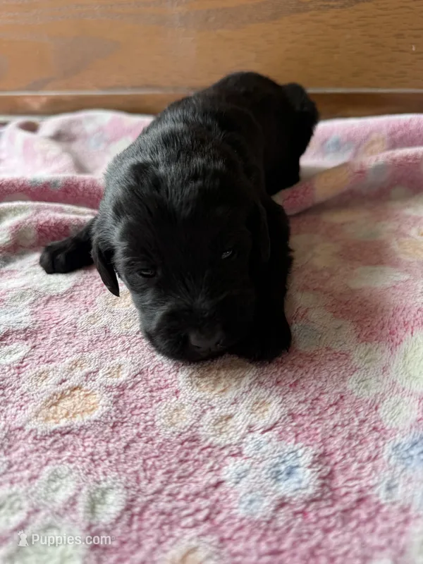 Rosie – Labradoodle puppy for sale in Benton, IL