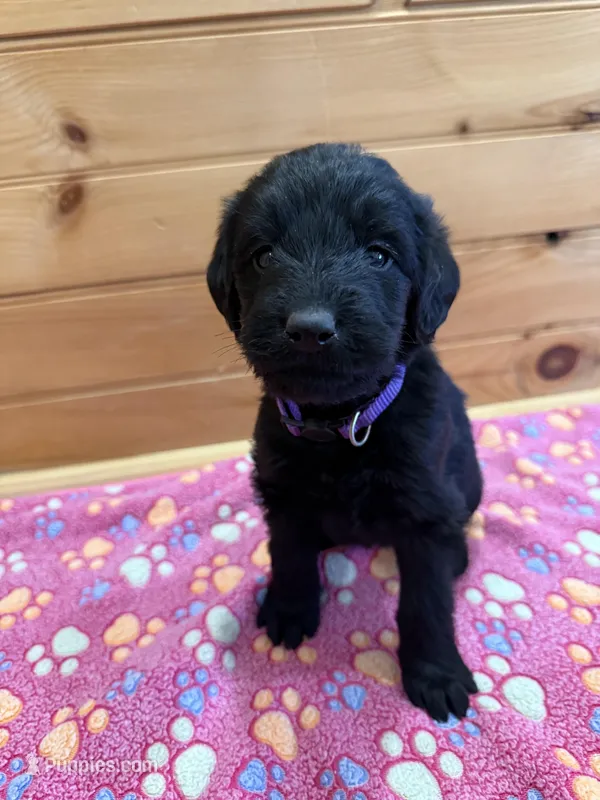 Rosie – Labradoodle puppy for sale in Benton, IL