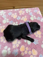 Rosie, a female Labradoodle for sale in Benton, IL – Photo 5 of 5