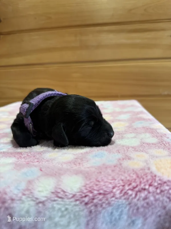 Rosie, a female Labradoodle for sale in Benton, IL – Photo 1 of 5