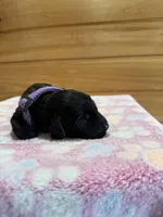 Rosie, a female Labradoodle for sale in Benton, IL – Photo 1 of 5