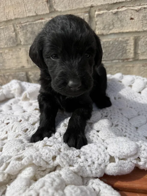 Rosie – Labradoodle puppy for sale in Benton, IL