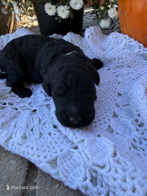 Slinky – Goldendoodle puppy for sale in Benton, IL