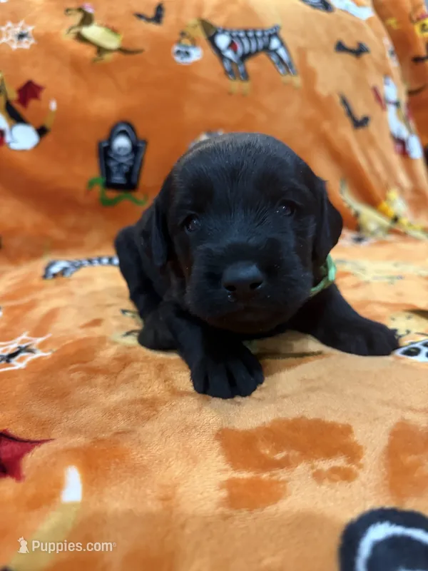 Jet – Labradoodle puppy for sale in Benton, IL