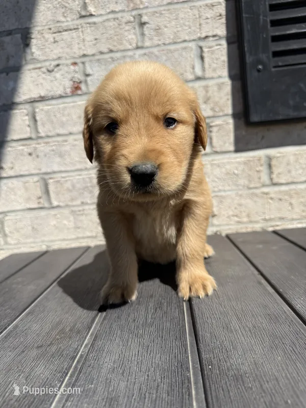 Nelson – Golden Retriever puppy for sale in Benton, IL