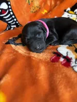 Raven, a  Labradoodle for sale in Benton, IL – 2 of 3