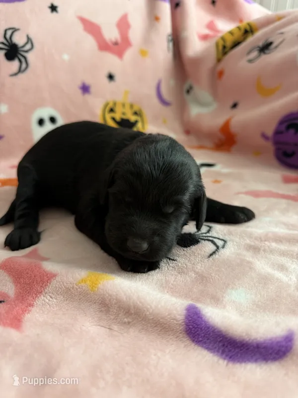 Duke – Labradoodle puppy for sale in Benton, IL