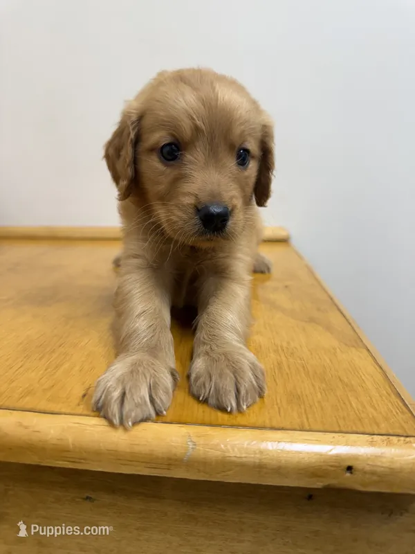 Marley – Golden Retriever puppy for sale in Benton, IL