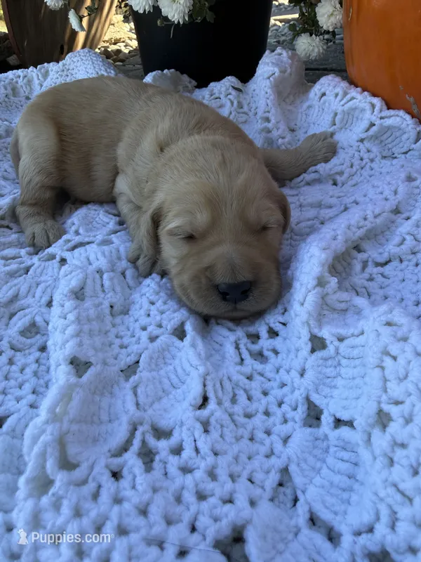 Woody – Goldendoodle puppy for sale in Benton, IL