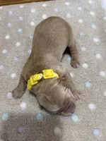 Pebbles, a female Golden Retriever for sale in Benton, IL – 5 of 5