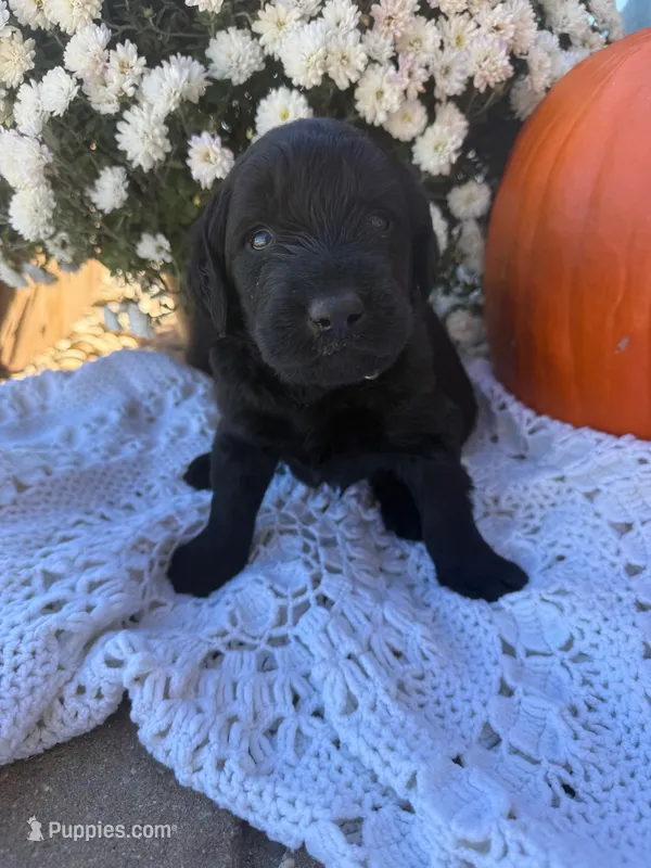 Finn – Labradoodle puppy for sale in Benton, IL